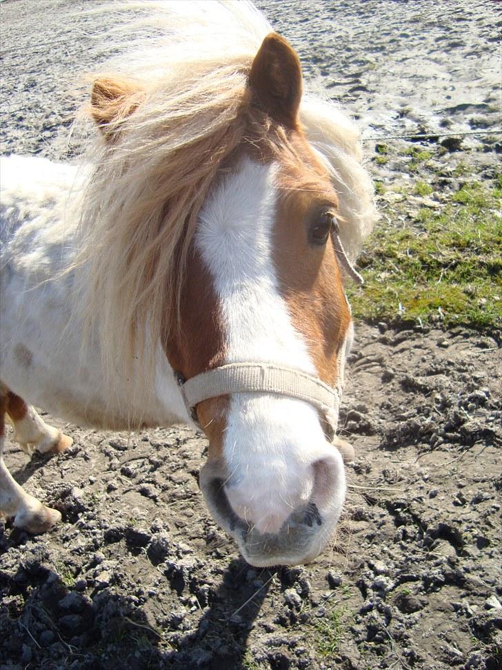 Shetlænder Balou billede 6