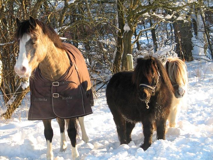 Shetlænder Balou billede 7