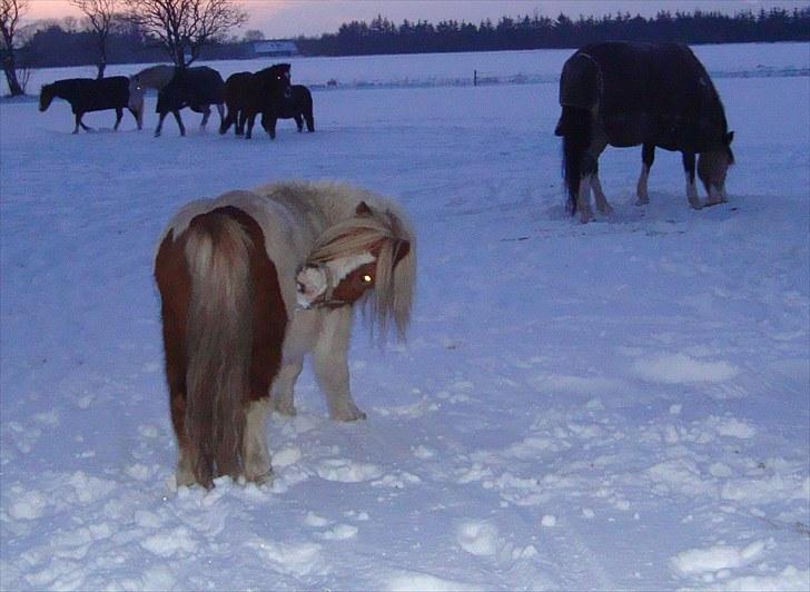 Shetlænder Balou billede 8