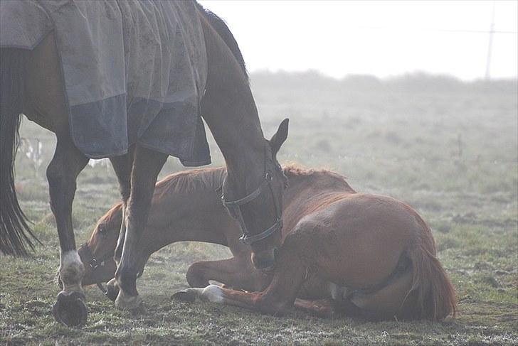 Oldenborg Aaron mak - Det var min rulleplet. billede 7