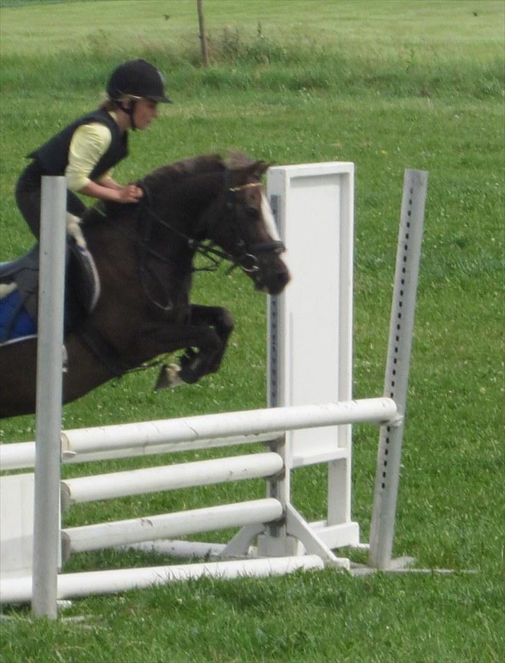 Svensk Sportspony  Lucas - Ridelejr sommer 2010, spring træning. billede 1