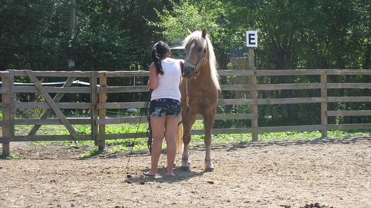 Haflinger Charlie - Første gang vi træner sammen:) billede 1