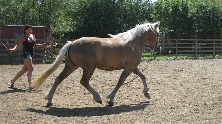 Haflinger Charlie - Bare sådan en flot trav! billede 2