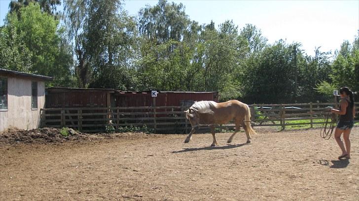 Haflinger Charlie - Poor baby, bange for sin egen skygge :´) billede 3