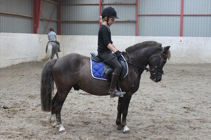 Svensk Sportspony  Lucas - Dressur hygge. billede 2