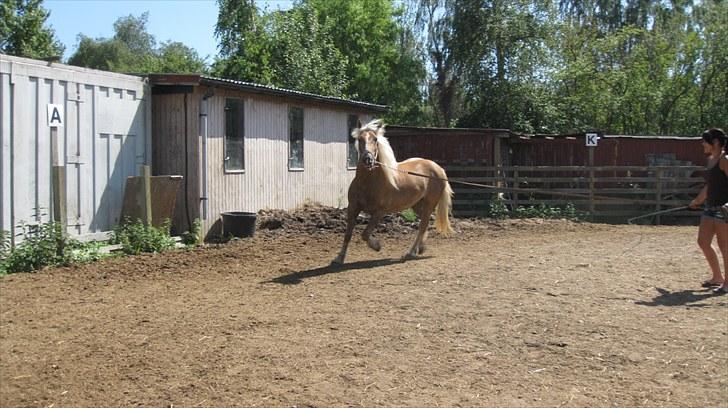 Haflinger Charlie - Ihh den dejlige dreng! billede 4