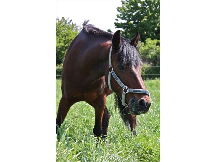 {{currentPhoto.altText}} billede {{currentPhoto.number}}