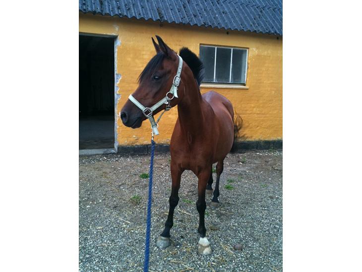 {{currentPhoto.altText}} billede {{currentPhoto.number}}