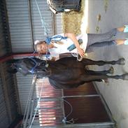 Oldenborg Siverholms Siela r.i.p <3