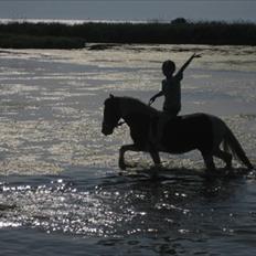 Anden særlig race Rocky