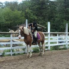 Anden særlig race Rocky