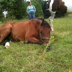 Traver Passat Crown solgt