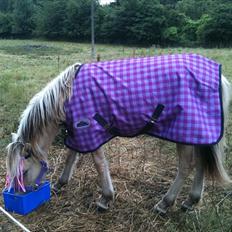 Fjordhest Quaade´s Freja solgt