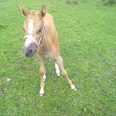 Palomino Golden Miss Honey solg