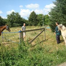 Fjordhest Quaade´s Freja solgt