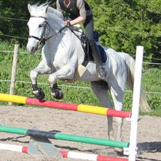 Anden særlig race Tybjerggaards Sully<3