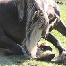 Irish Cob Ebony