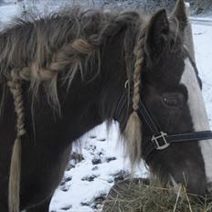 Irish Cob Ebony