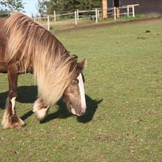 Irish Cob Ebony