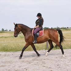 Anden særlig race Don Juan