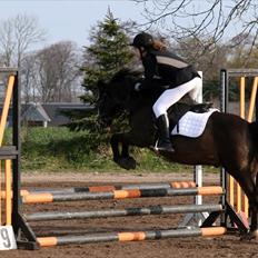 Anden særlig race Foxy