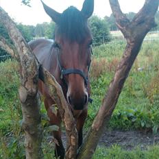 Holstener Cool Breeze *SOLGT!*