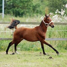 Anden særlig race Magic Fever