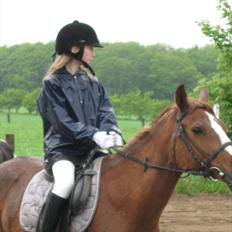 Anden særlig race Misty