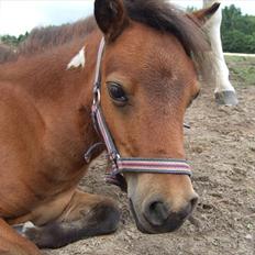Shetlænder Moonlight Minute(Minnie)