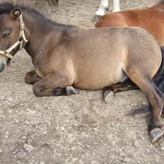 Shetlænder Morello(Mickey)