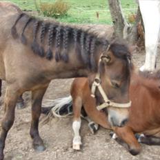 Shetlænder Morello(Mickey)