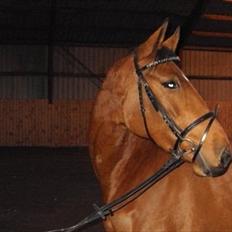 Dansk Varmblod Cairo T.