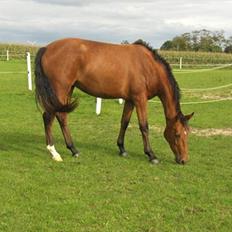 Dansk Varmblod Cairo T.