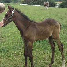Dansk Varmblod Sleipner