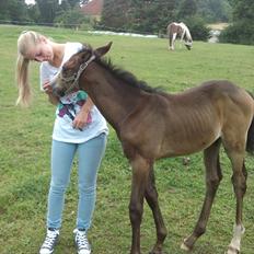 Dansk Varmblod Sleipner