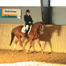 Dansk Varmblod Trekroners Godson (SOLGT)