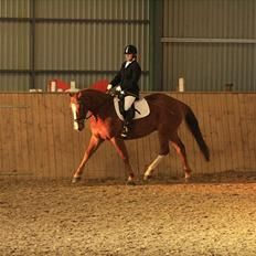 Dansk Varmblod Trekroners Godson (SOLGT)