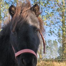 Shetlænder speedy