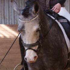 Sportsaraber (A) Gomez