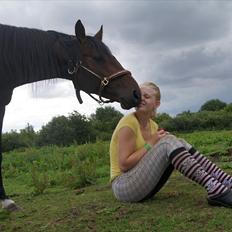 Dansk Varmblod Mr. Hot Chokolate Fudge |Choko| [Trænede]