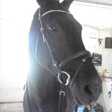 Dansk Varmblod Citta **R.I.P**