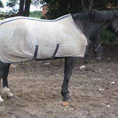 Dansk Varmblod Citta **R.I.P**