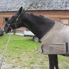 Dansk Varmblod Citta **R.I.P**