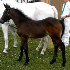 Connemara Haahr's Master Yoda