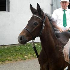 Connemara Haahr's Master Yoda