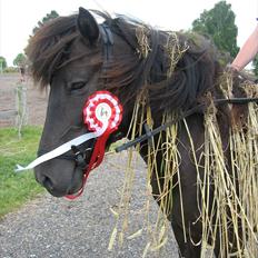 Islænder Katla fra Kastaniely