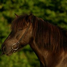 Islænder Katla fra Kastaniely