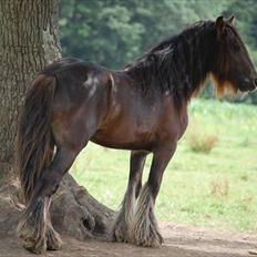 Irish Cob The Red Rooster *solgt:(*