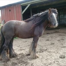Irish Cob The Red Rooster *solgt:(*