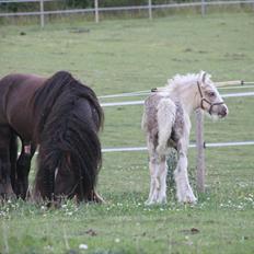 Irish Cob The Red Rooster *solgt:(*